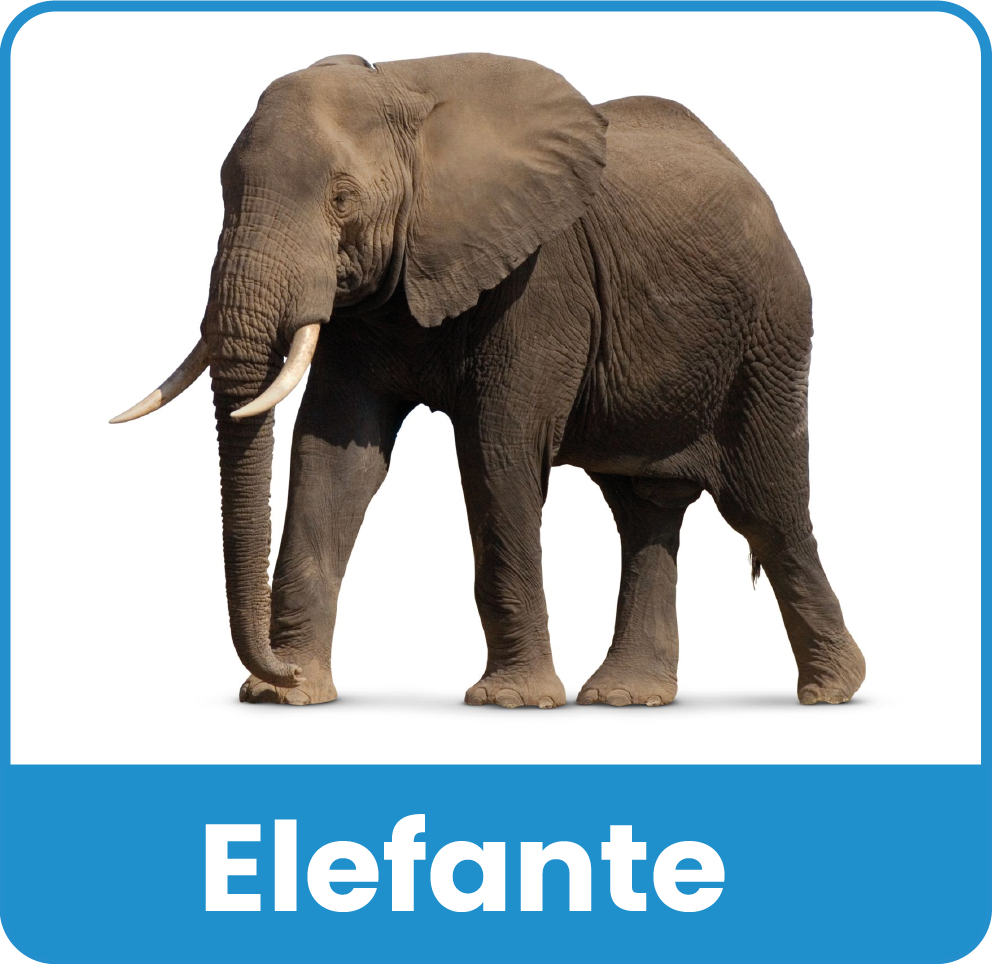 Animal del Zoologico 18