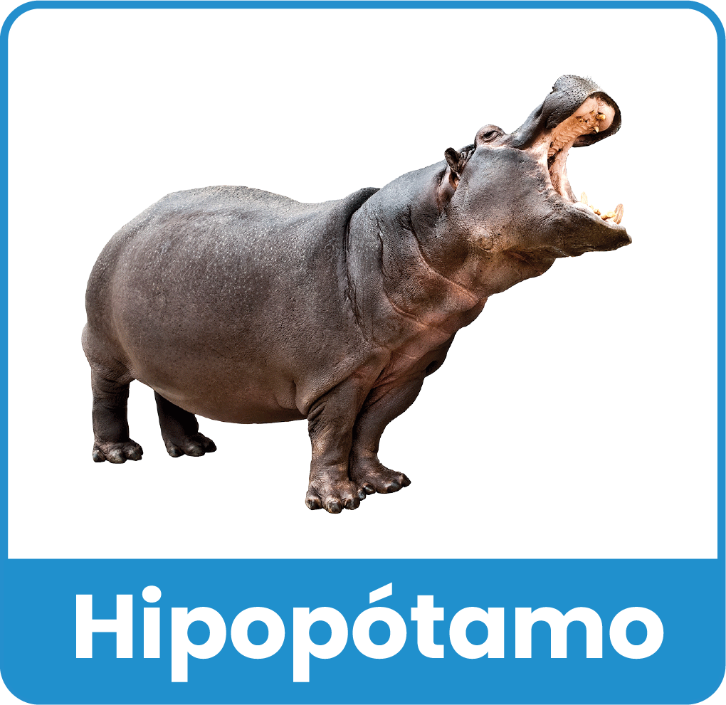 Animal del Zoologico 3