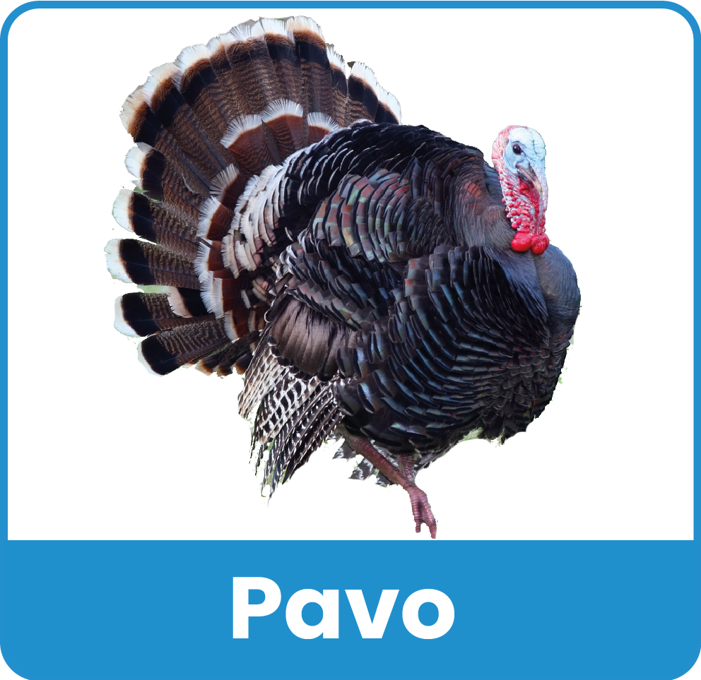 Animal del Zoologico 4