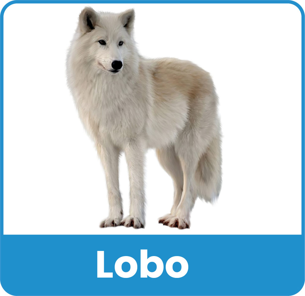 Animal del Zoologico 5