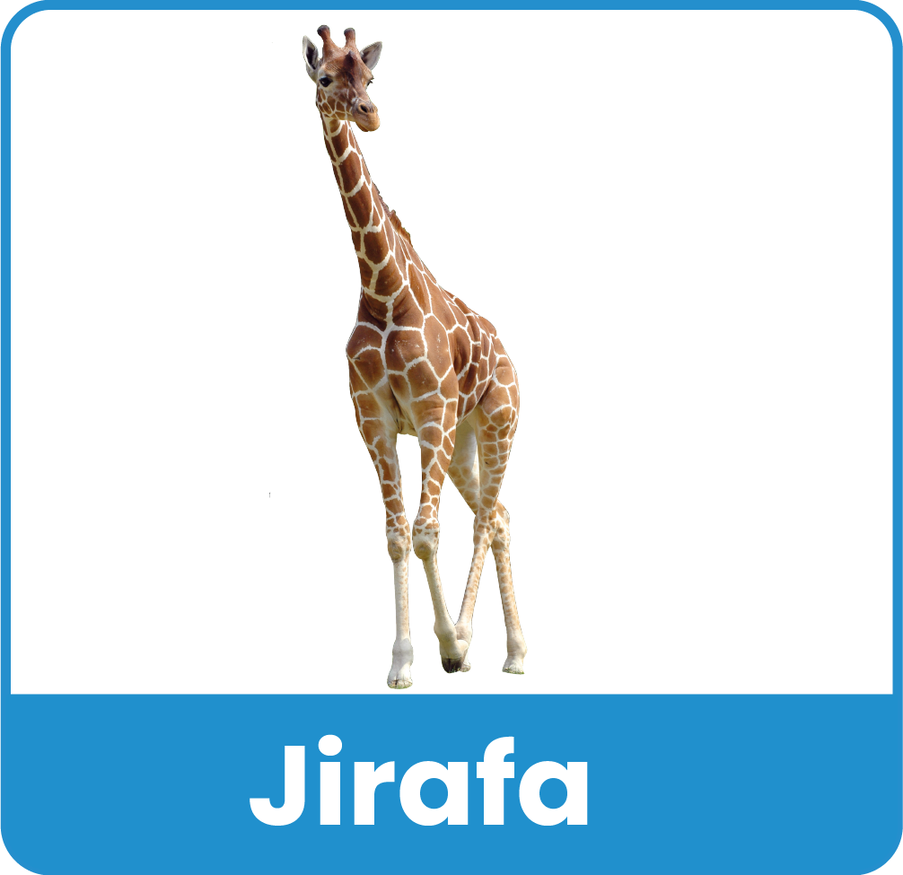 Animal del Zoologico 6