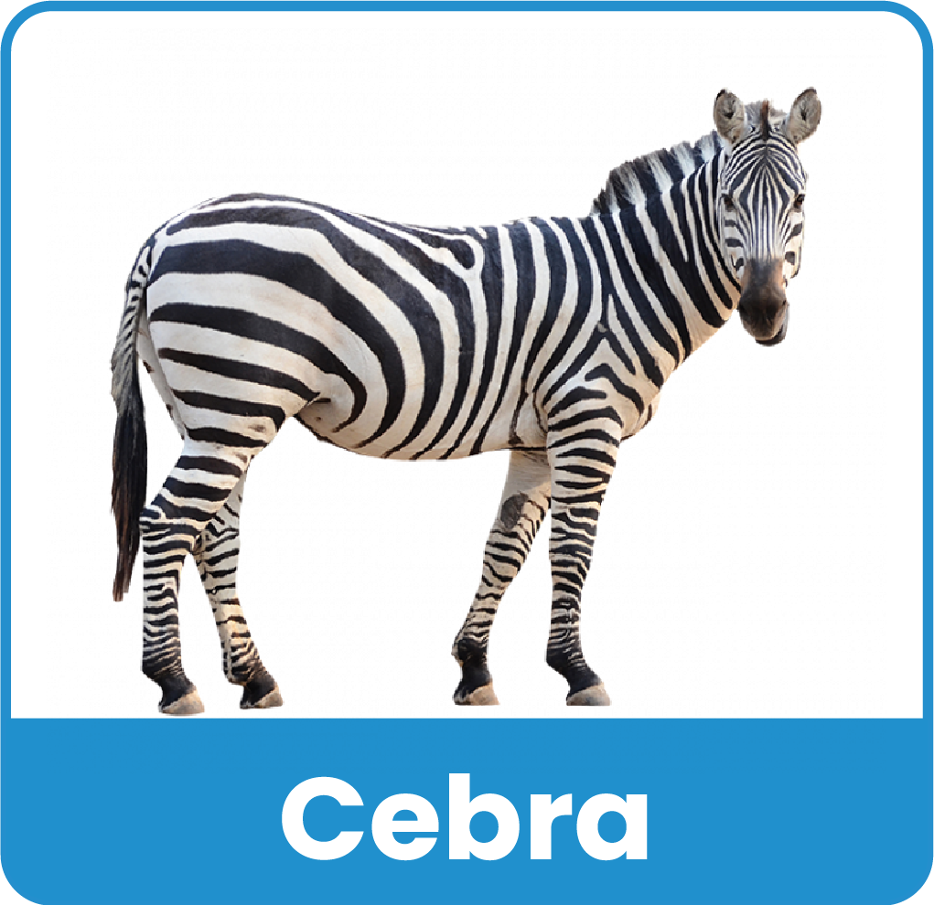 Animal del Zoologico 7