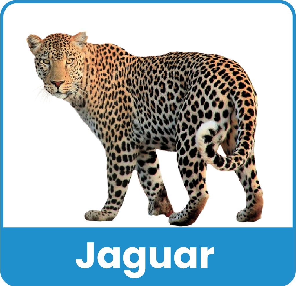 Animal del Zoologico 10