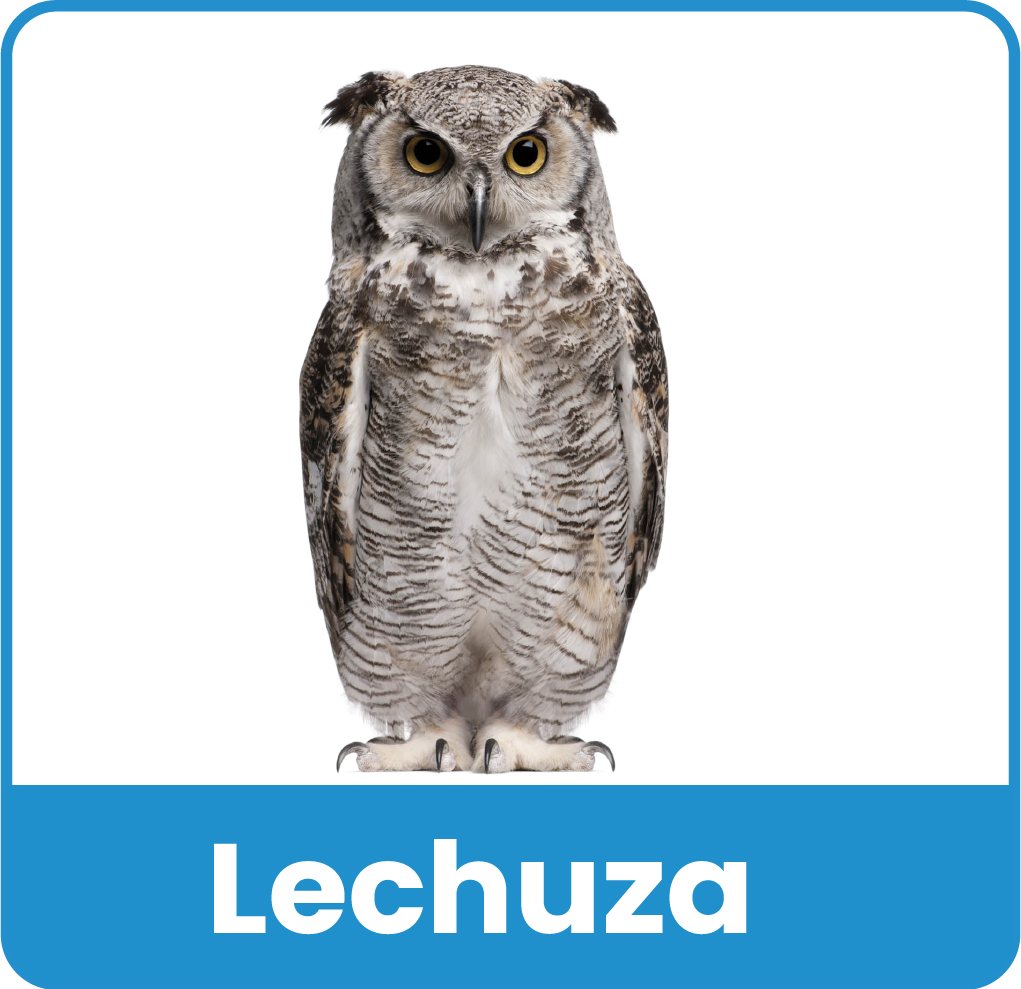 Animal del Zoologico 11