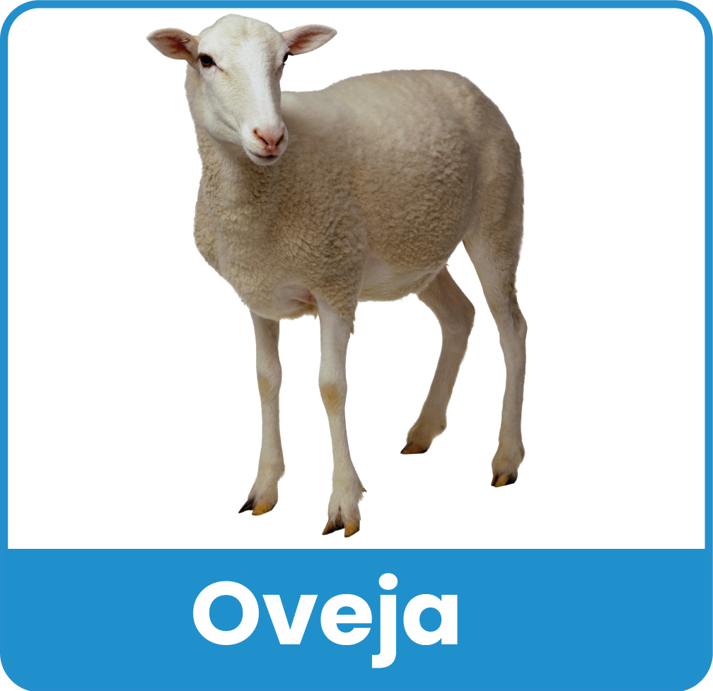 Animal del Zoologico 12