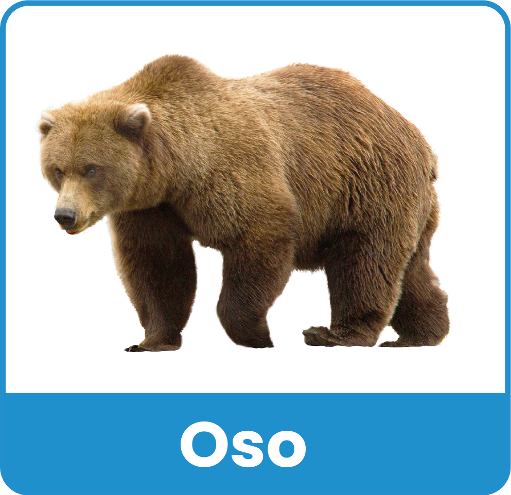 Animal del Zoologico 15