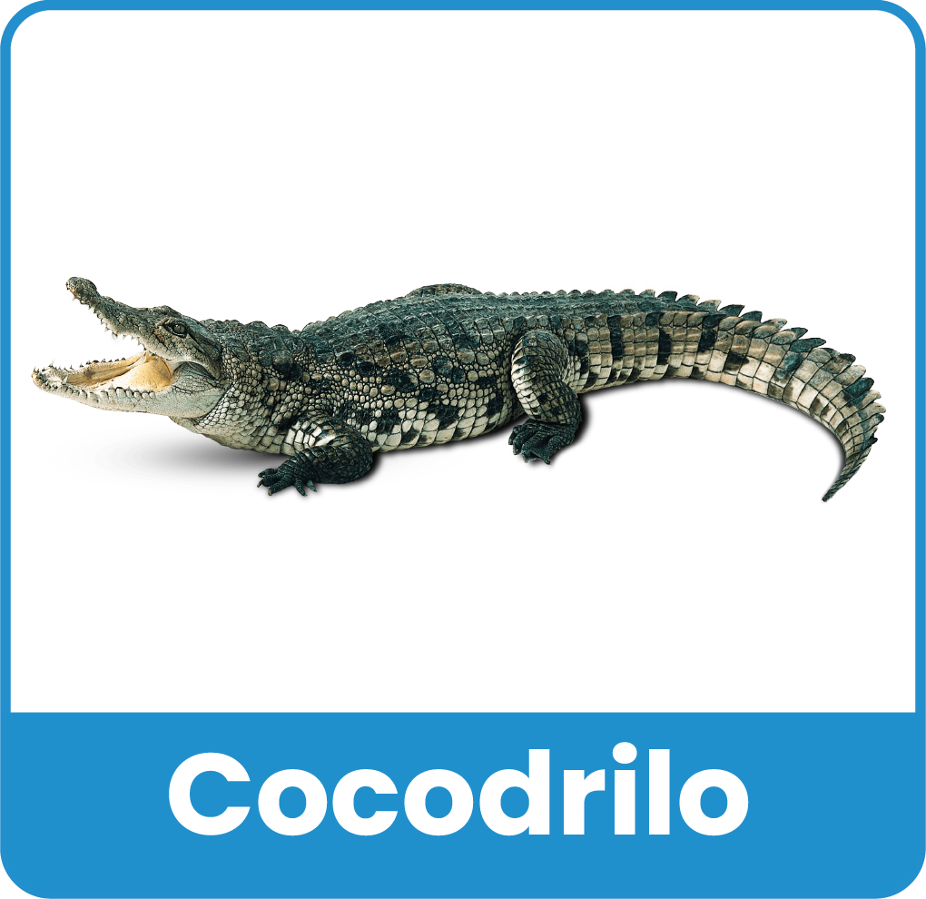 Animal del Zoologico 21