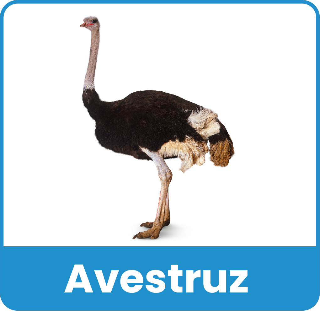 Animal del Zoologico 1